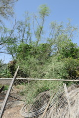 Moringa oleifera