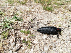 Physomeloe corallifer