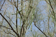 Moringa peregrina