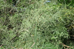 Moringa oleifera