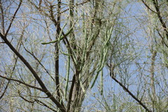 Moringa peregrina