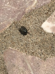 Oxythyrea funesta