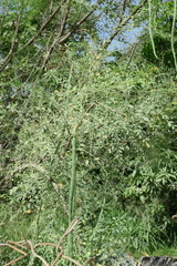 Moringa oleifera