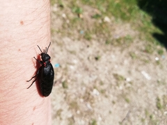 Physomeloe corallifer