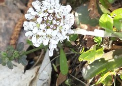 Noccaea caerulescens
