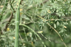 Moringa oleifera