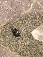 Oxythyrea funesta