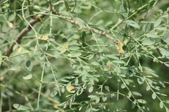 Moringa oleifera