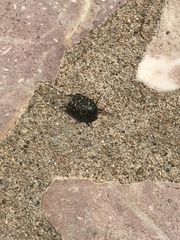 Oxythyrea funesta