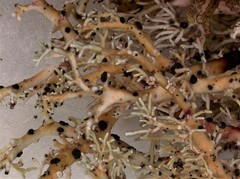 Opegrapha sphaerophoricola