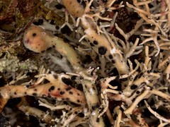 Opegrapha sphaerophoricola