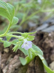 Phacelia covillei