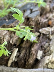 Phacelia covillei