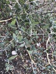 Ceanothus leucodermis