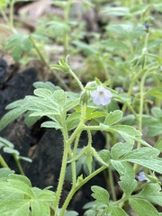Phacelia covillei