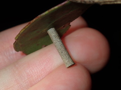 Hemibela
