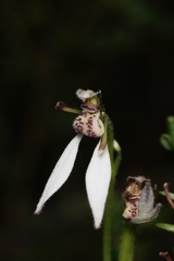 Eriochilus