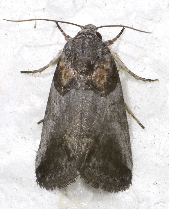 Aleptina clinopetes