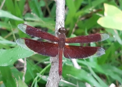 Neurothemis fluctuans