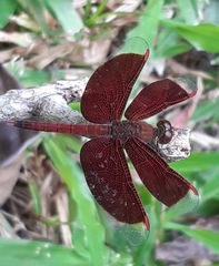 Neurothemis fluctuans