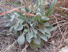 Physaria gordonii