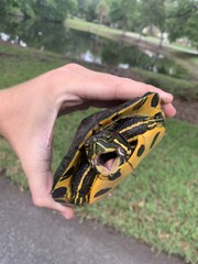 Trachemys scripta image