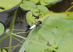 Brachydiplax farinosa