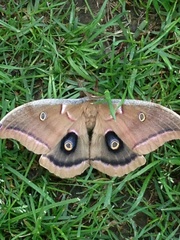 Antheraea polyphemus