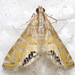 Petrophila daemonalis - Photo (c) David G. Barker, algunos derechos reservados (CC BY-NC), subido por David G. Barker