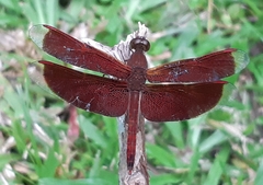 Neurothemis fluctuans