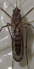 Culex tarsalis