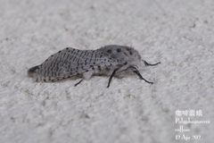 Polyphagozerra coffeae