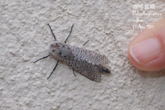 Polyphagozerra coffeae