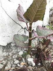 Reynoutria × bohemica