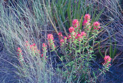 Castilleja rigida