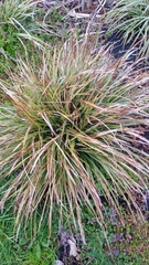 Carex secta
