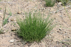 Allium polyrhizum