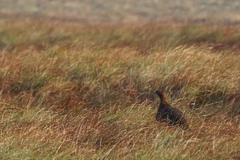 Lagopus lagopus scotica
