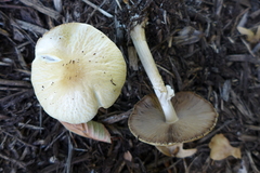 Agrocybe rivulosa