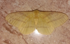 Eupterote bifasciata