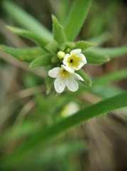 Buglossoides czernjajevii