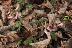 Corydalis malkensis