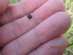 Coccinella leonina