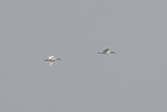 Threskiornis melanocephalus