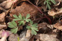 Corydalis malkensis