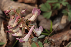 Corydalis malkensis