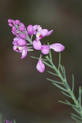 Comesperma virgatum