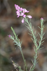 Comesperma virgatum