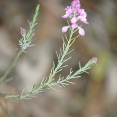 Comesperma virgatum