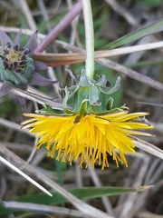 Taraxacum lacistophyllum